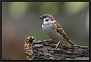 Ringmus, Eurasian Tree Sparrow, Passer montanus Location: Wierden, the Netherlands ringmus DSC 0269-01 kopie